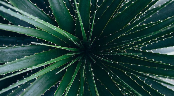 Aloe vera