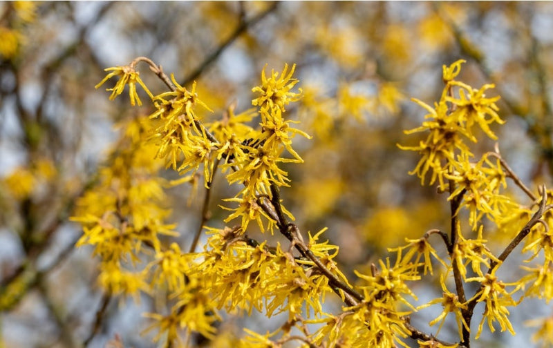 Hamamelis-vann