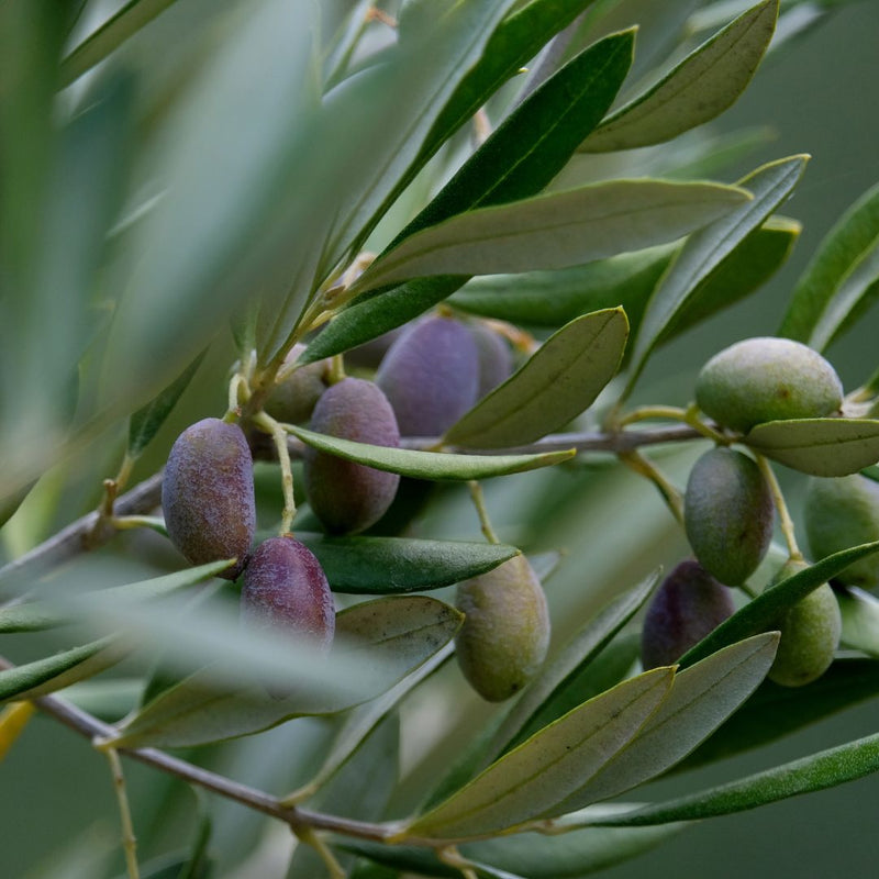 Olivenolje
